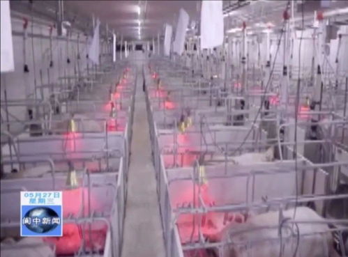 年出欄80萬頭生豬養(yǎng)殖、屠宰及豬肉制品精深加工產(chǎn)業(yè)項目落地我市，助力煤炭及制品銷售升級